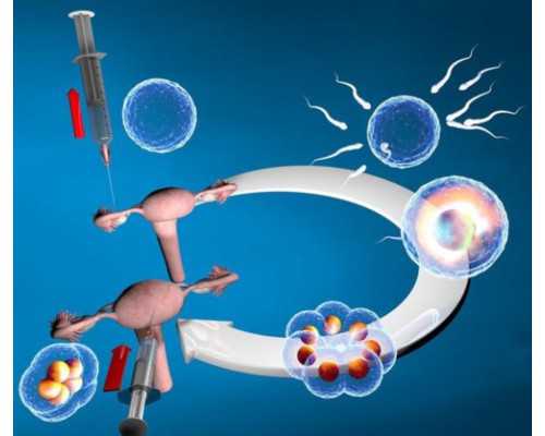 国内供卵品牌公司,试管婴儿移植*以后该怎么吃怀孕吃什么